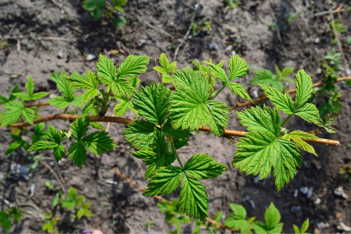 A recently planted raspberry cane with fresh new leaf growth.