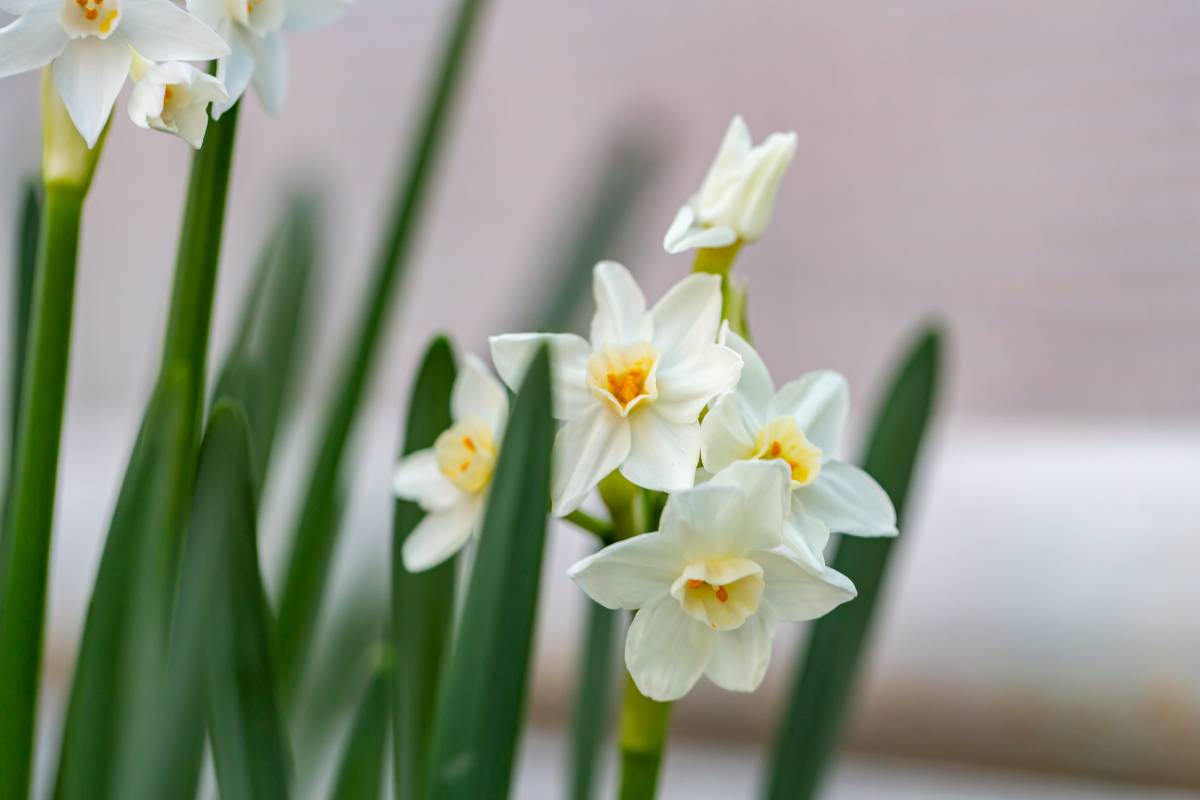 Paperwhite jonquil plants with the first white flowers just emerging from the buds.