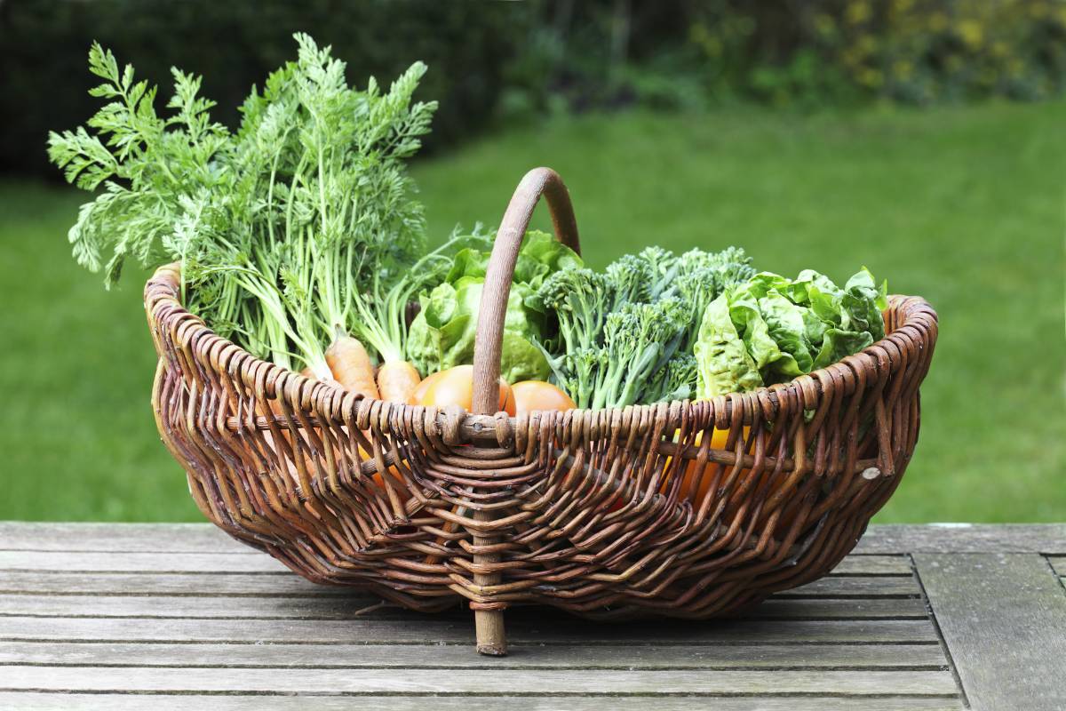 harvest basket