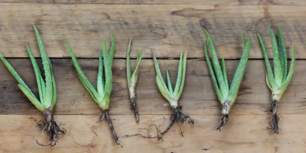 A photo of several aloe vera pups of different sizes