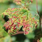 Leaf gall