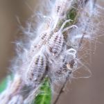 Mealybugs