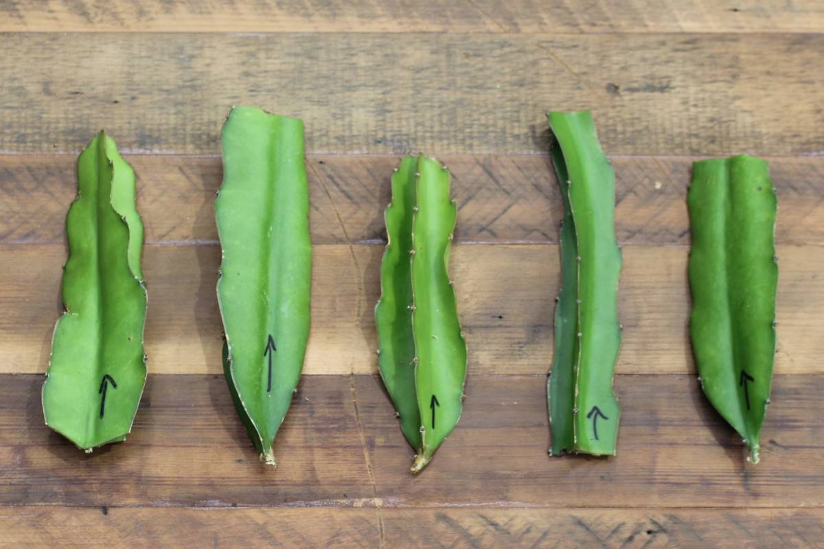 Commercial white dragon fruit cuttings