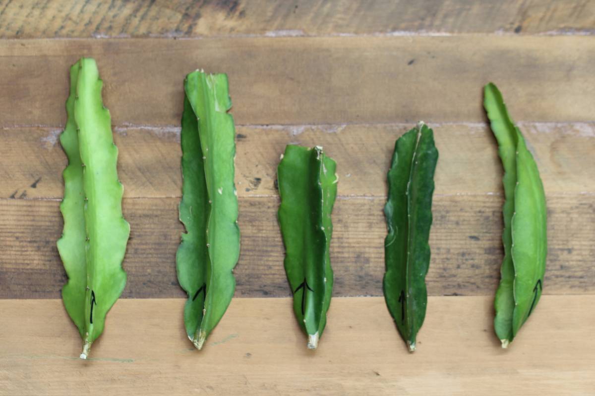 Connie Mayer dragon fruit cuttings