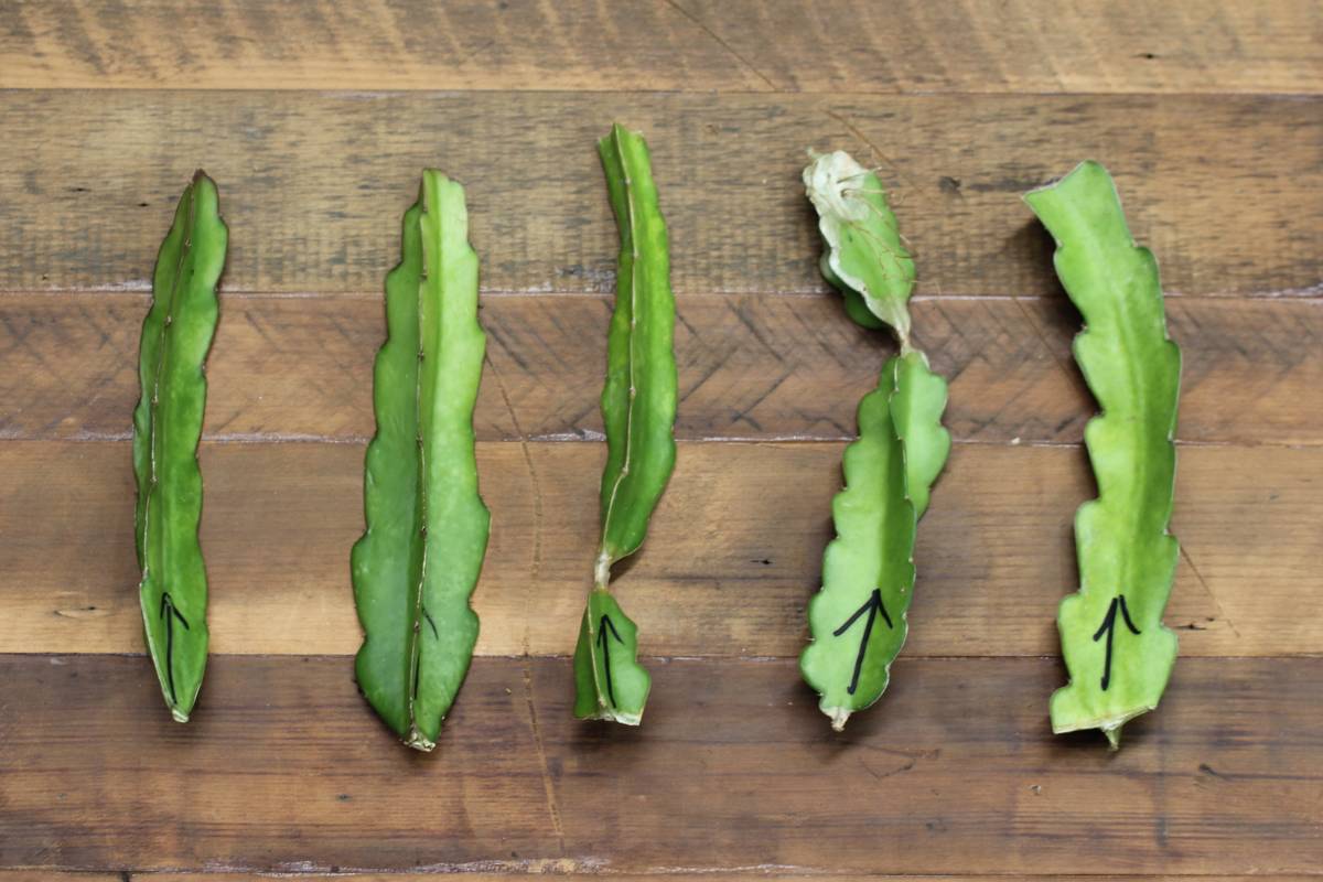 Red Jade dragon fruit cuttings