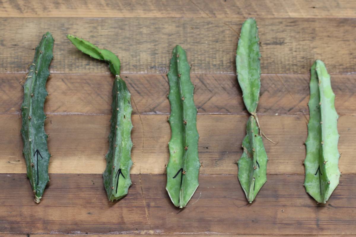 Yellow 68 dragon fruit cuttings