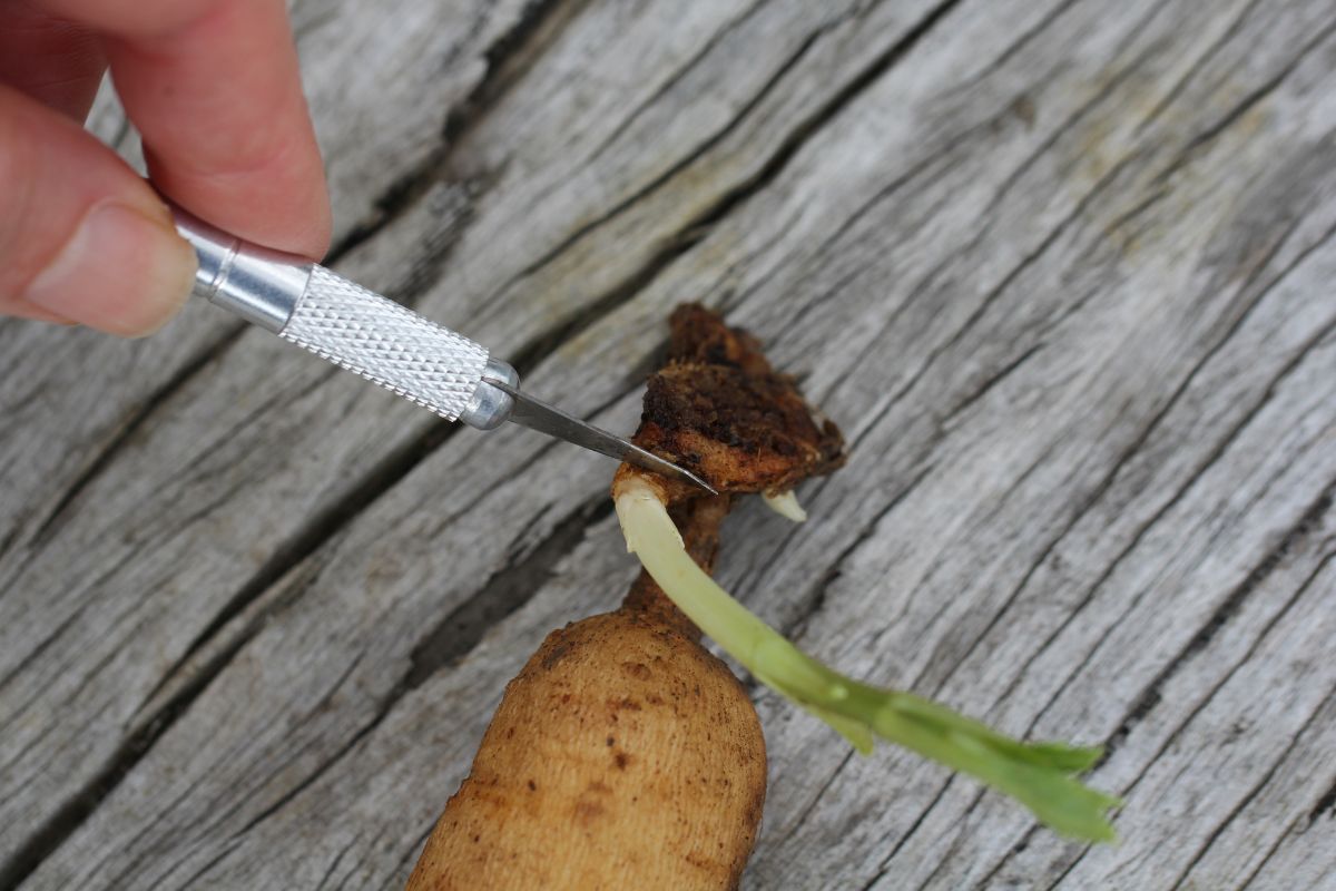 Using a clean, sharp razor blade to take a cutting