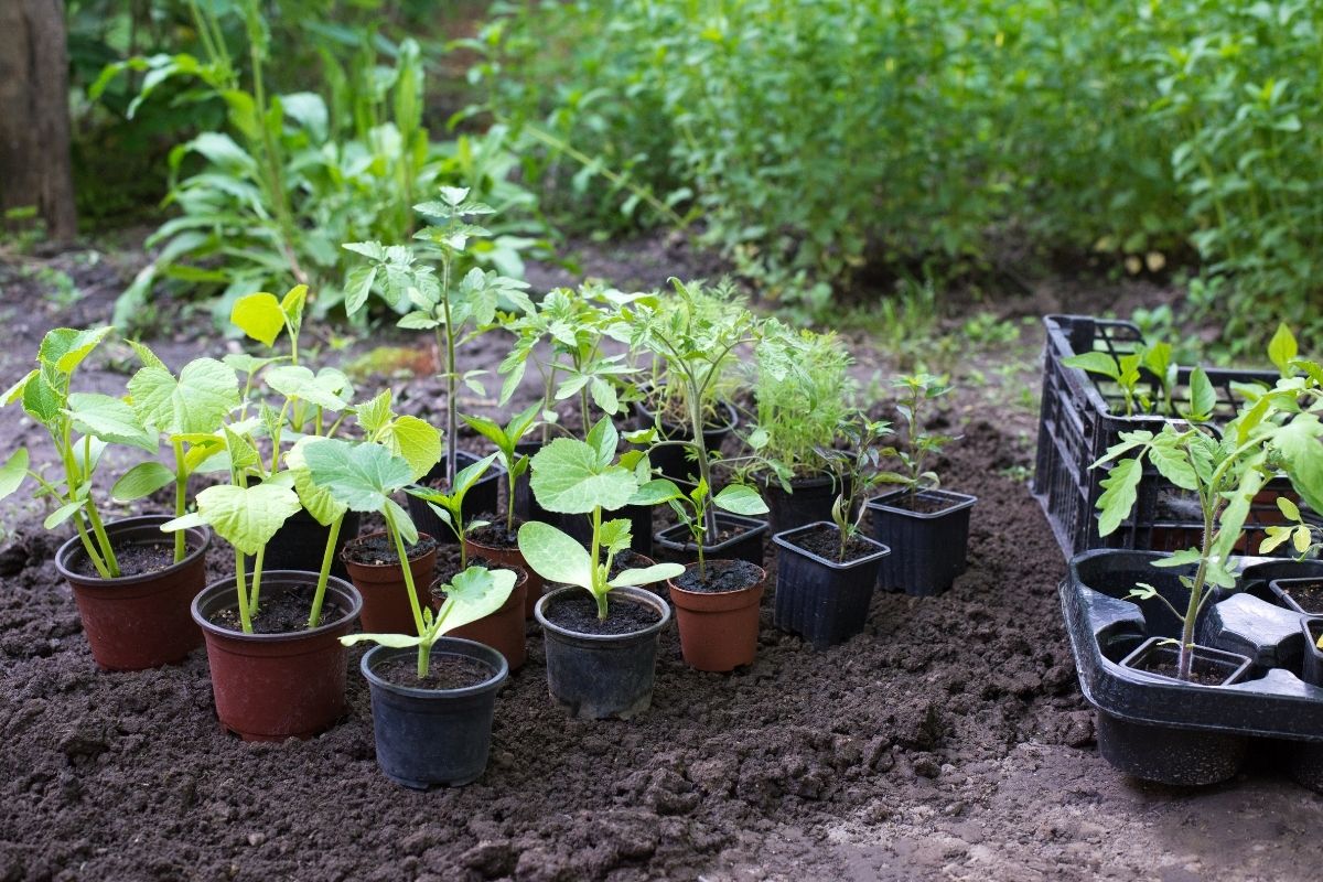 A variety of vegetable seedlings