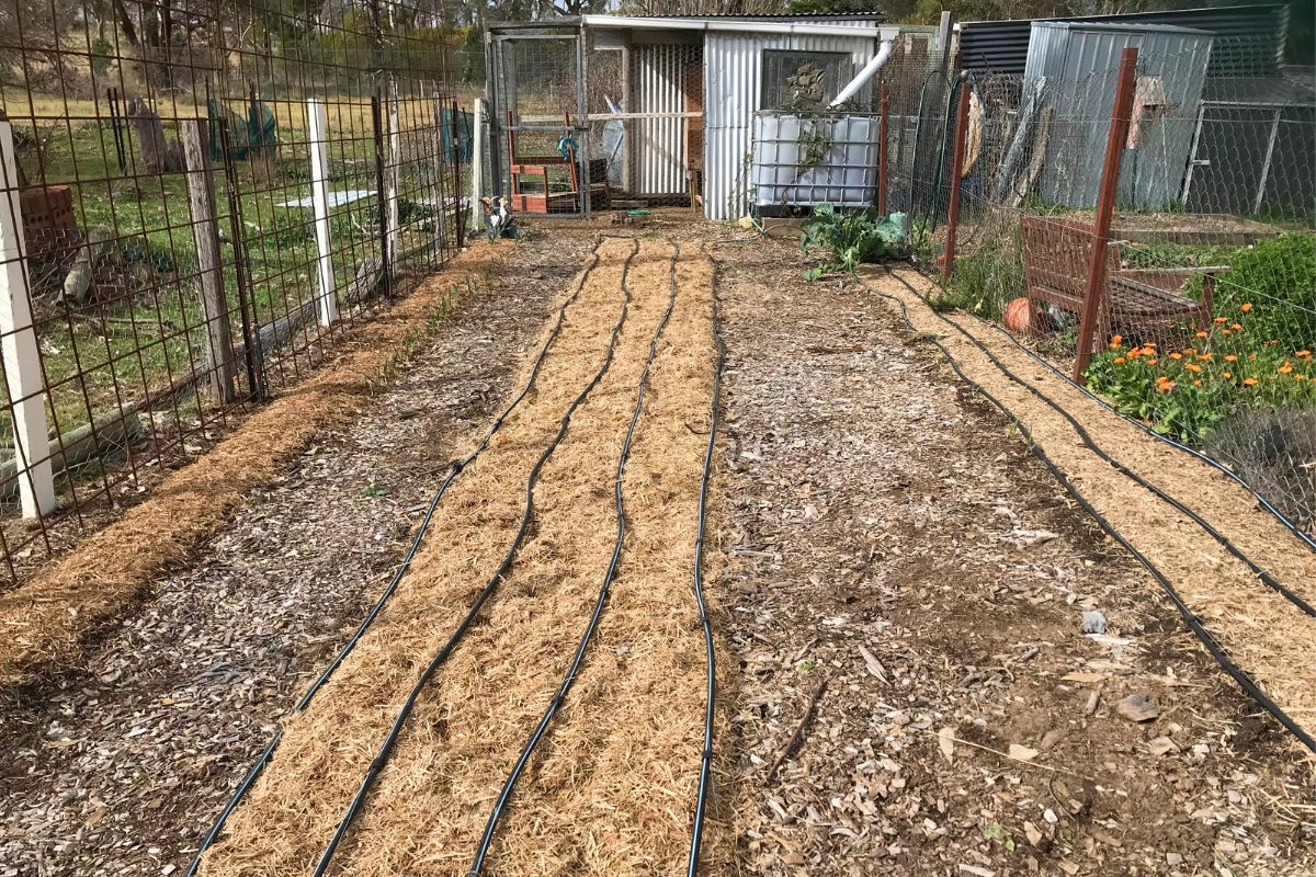 Variety trial garden design irrigation