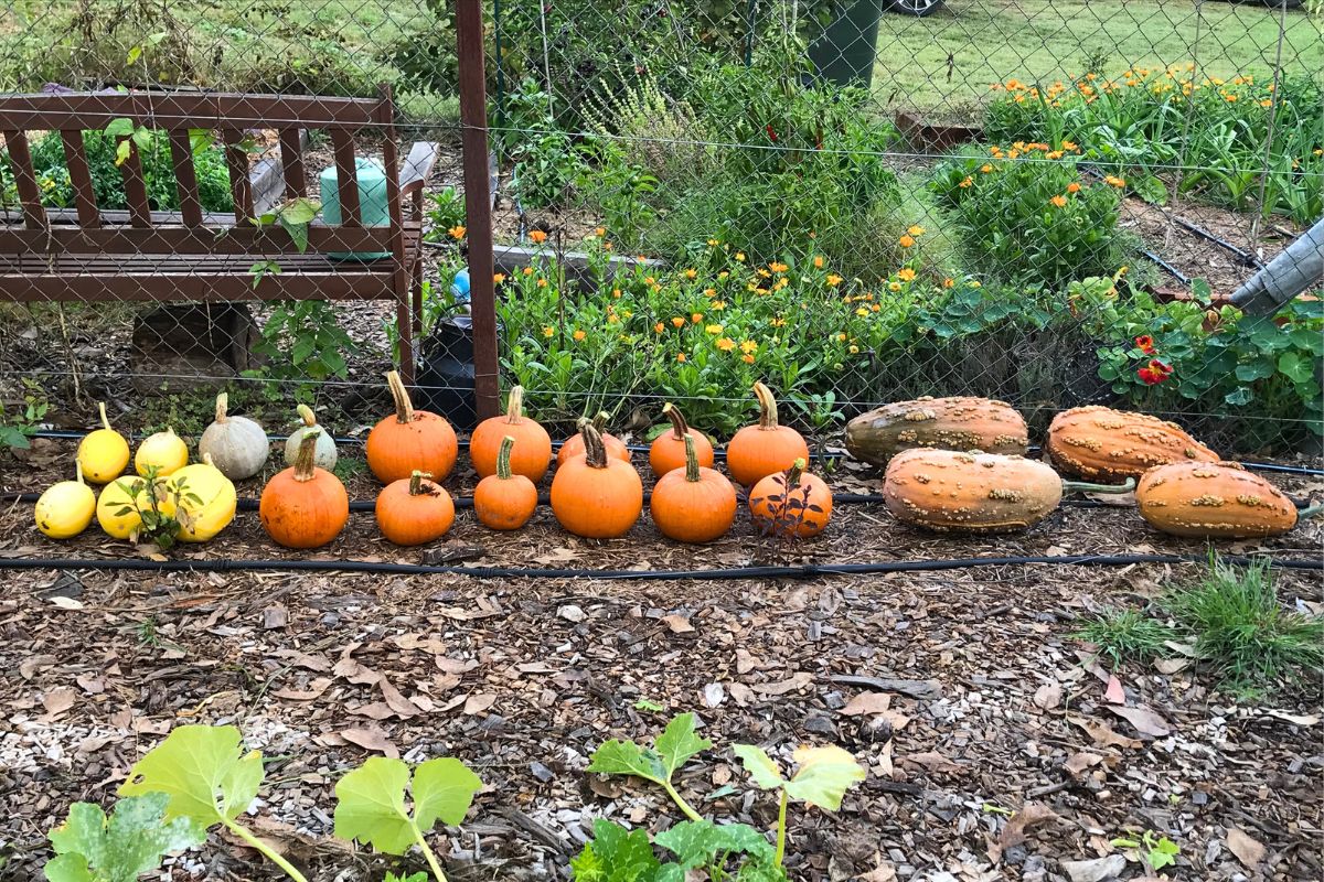 Variety trial pumpkins lined up