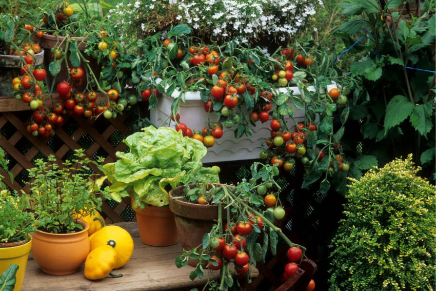 Vegetables growing in containers