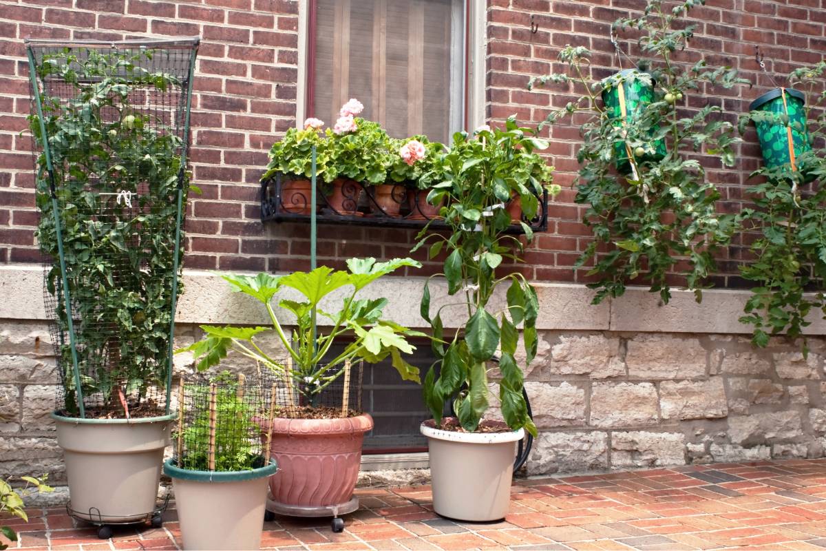 Vegetables growing vertically in containers