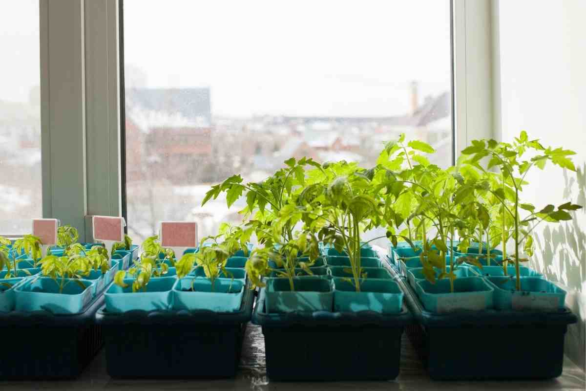 Veggie seedlings ready to harden off