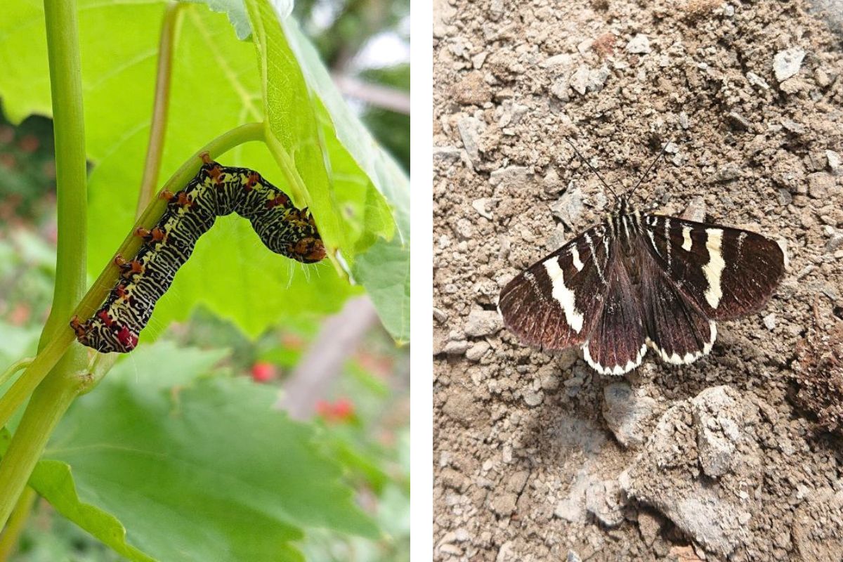 Vine moth caterpillar