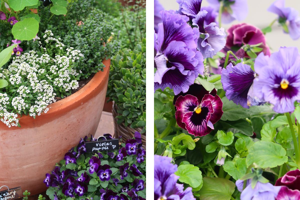 Viola pansies alyssum winter
