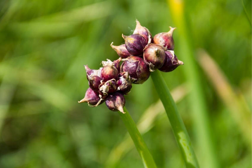 Walking onion bulbils