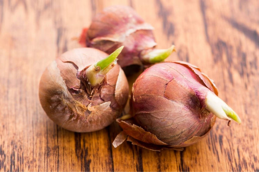 Walking onion bulbs ready to plant