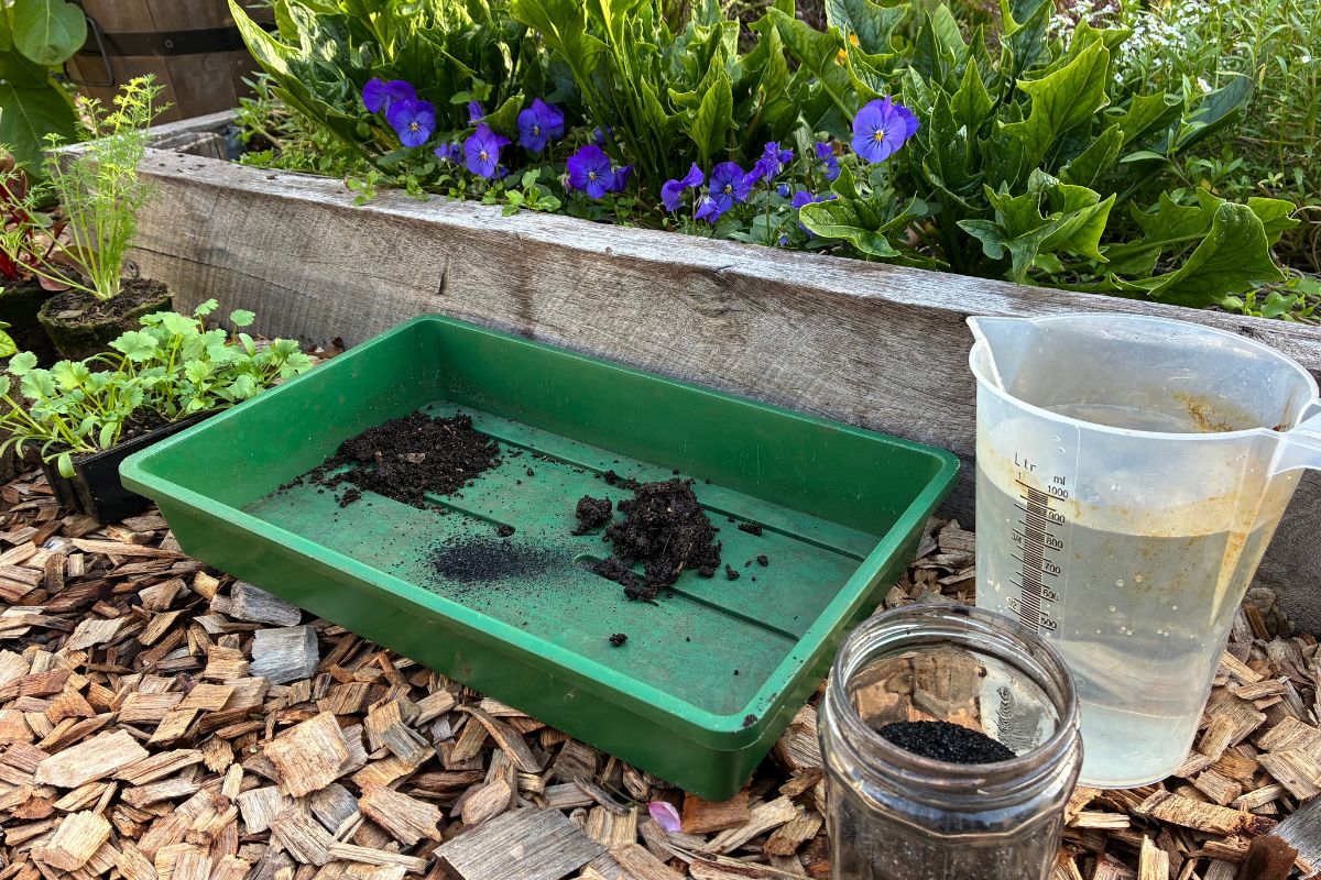 Water jug seedlings tray soil compost