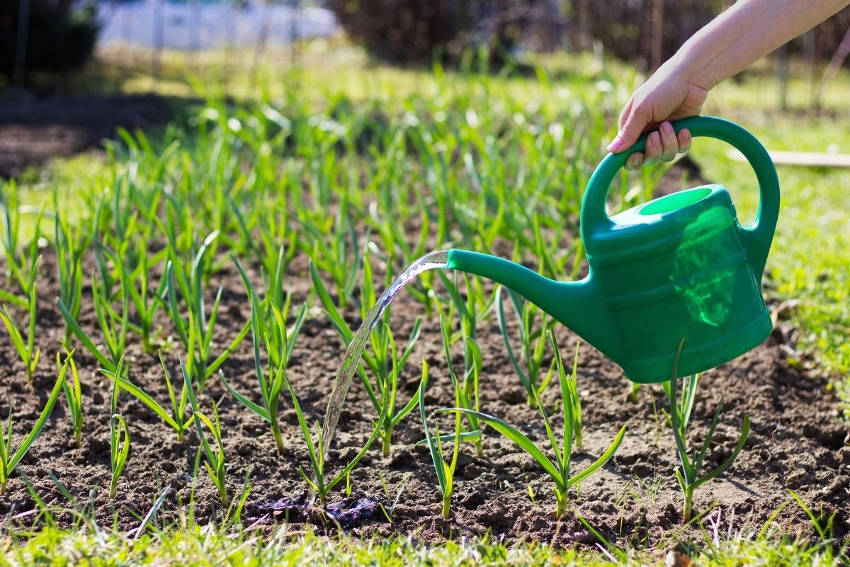 Watering Garlic Plants