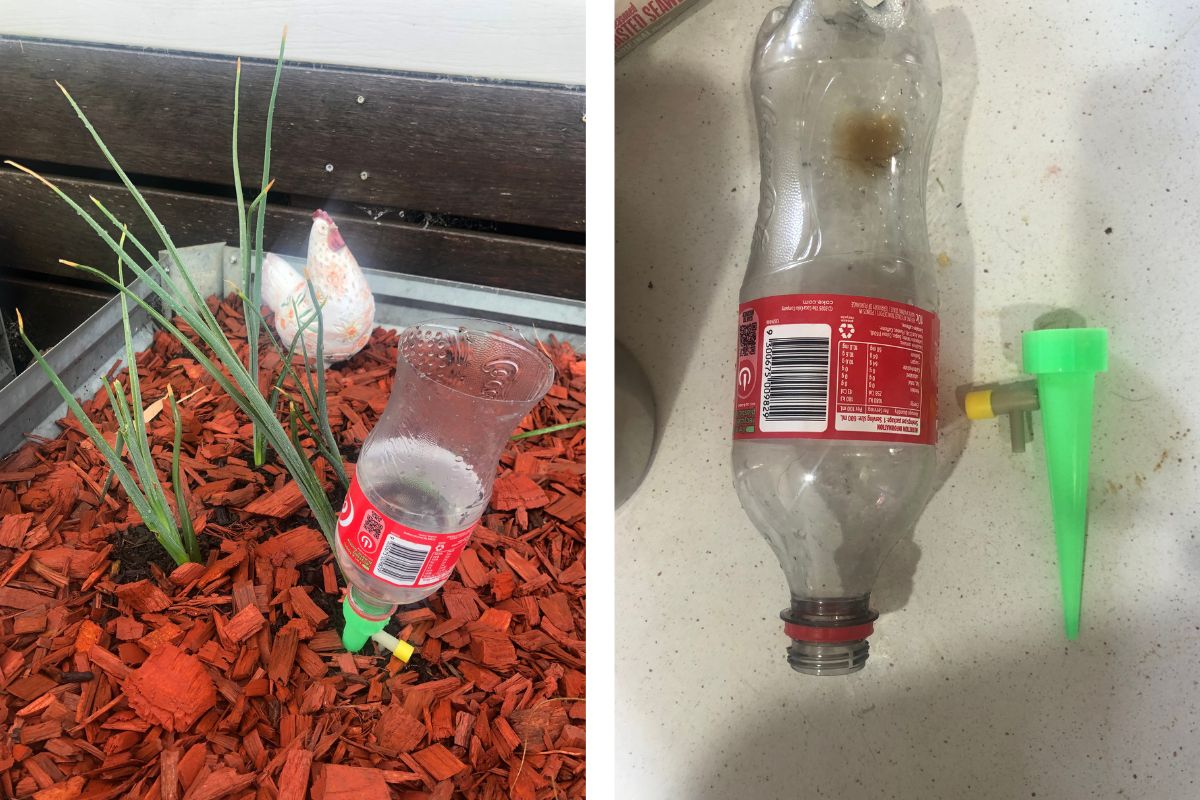 Bottle top watering spike on a soft drink bottle