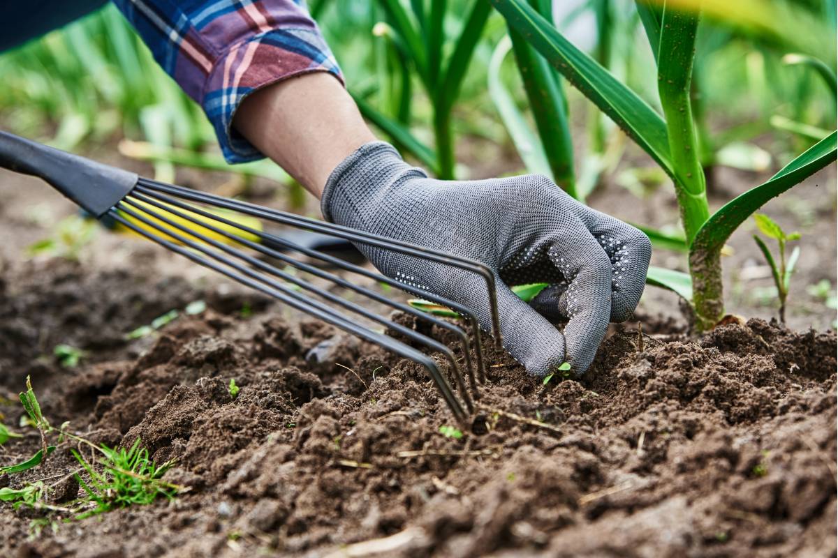 A person removing weed seedlings around existing plants in a vegetable gardens