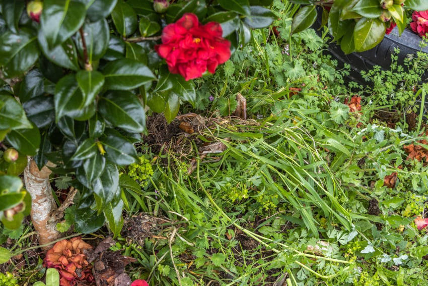 Weeds left as chop and drop mulch in a garden