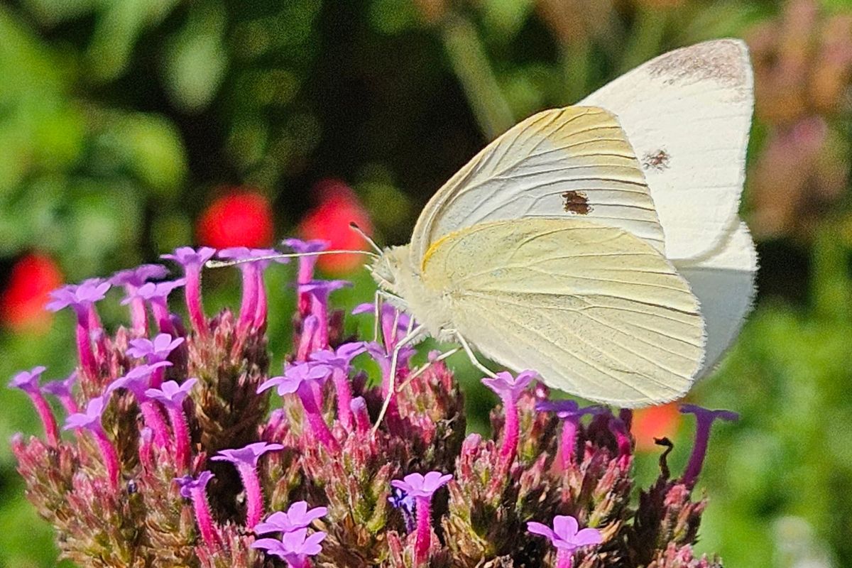 White cabbage moth butterfly