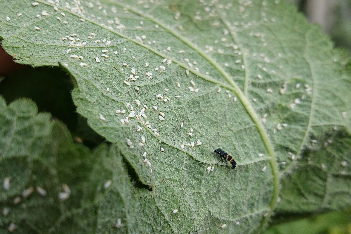 Whitefly on leaf