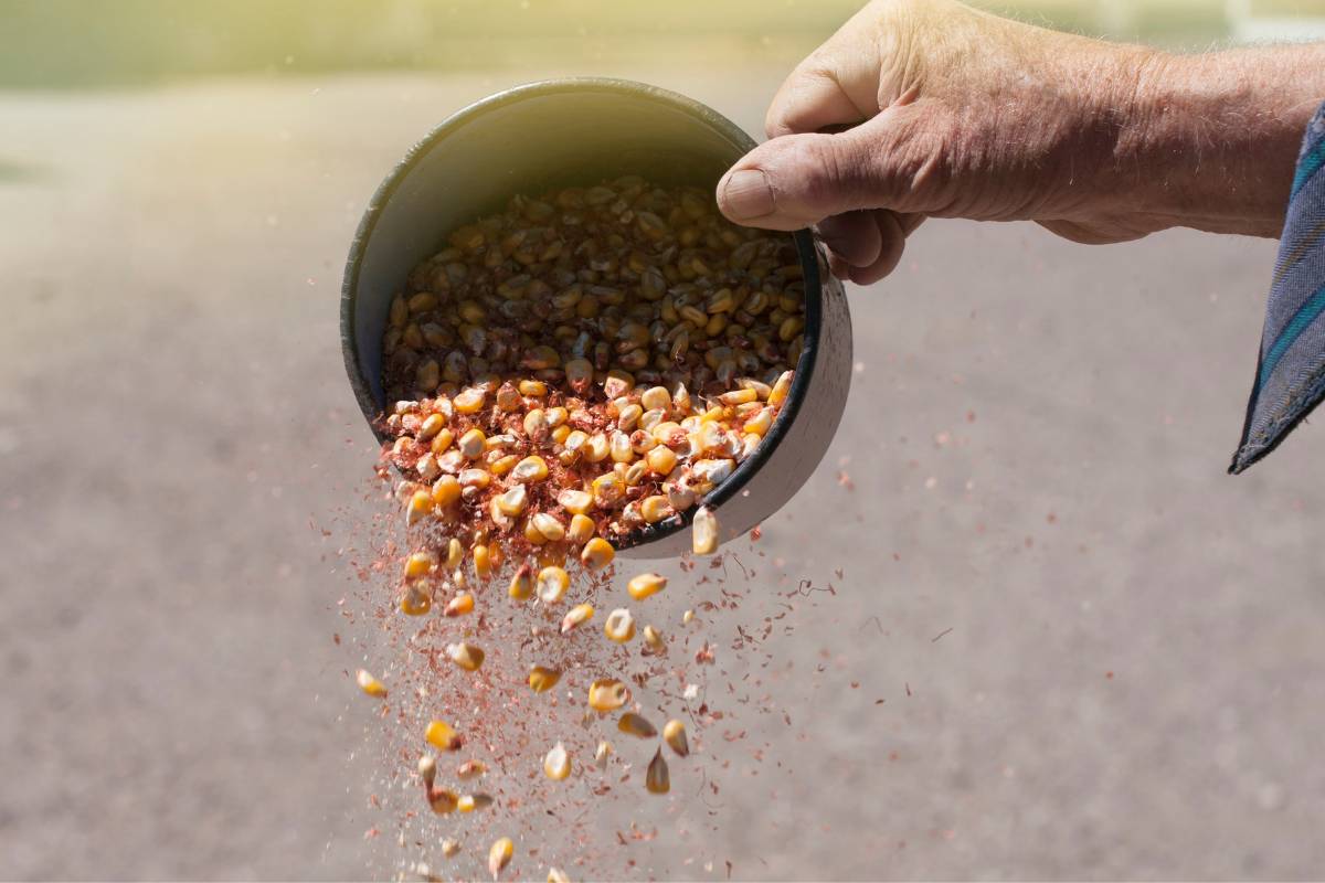 Winnowing corn seeds by pouring them from a height and letting the chaff blow away in the wind