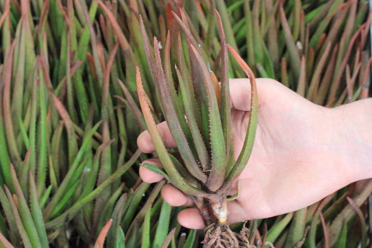 A photo of a bare-rooted 'Winter Bells' aloe plant