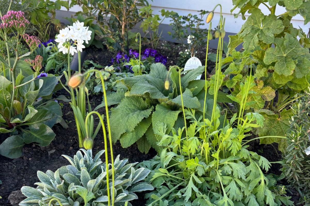Winter garden waking up