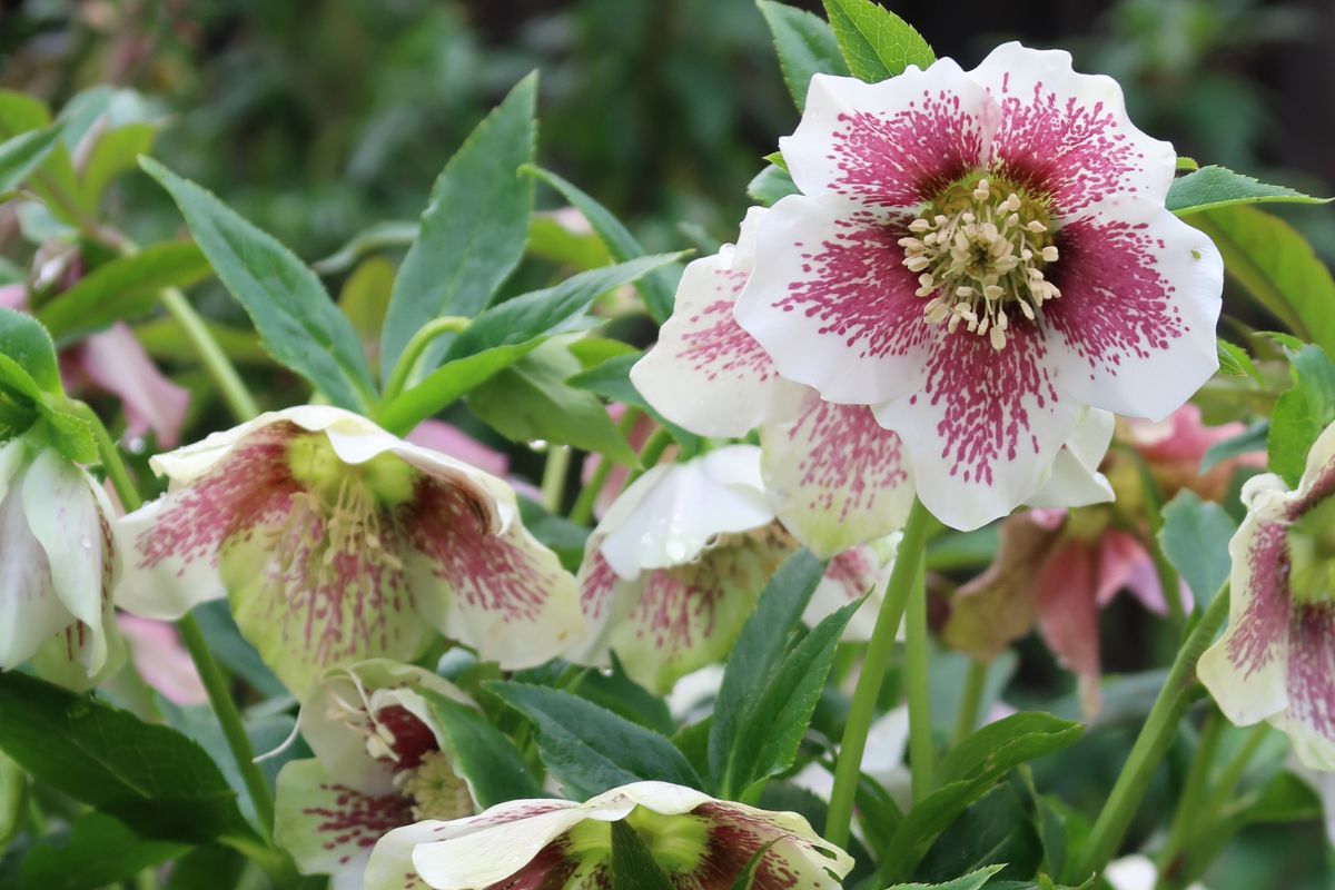 Winter helebores