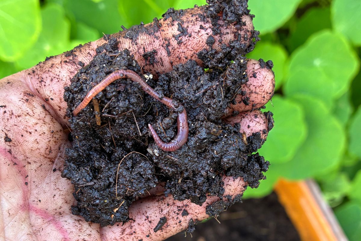Worm in healthy soil