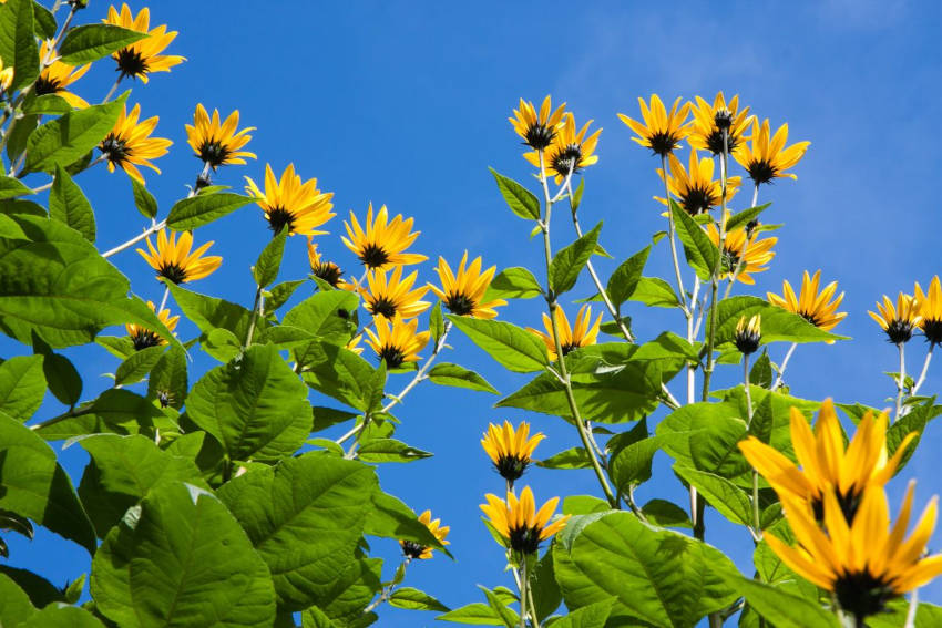 Yellow Jerusalem artichoke flowers