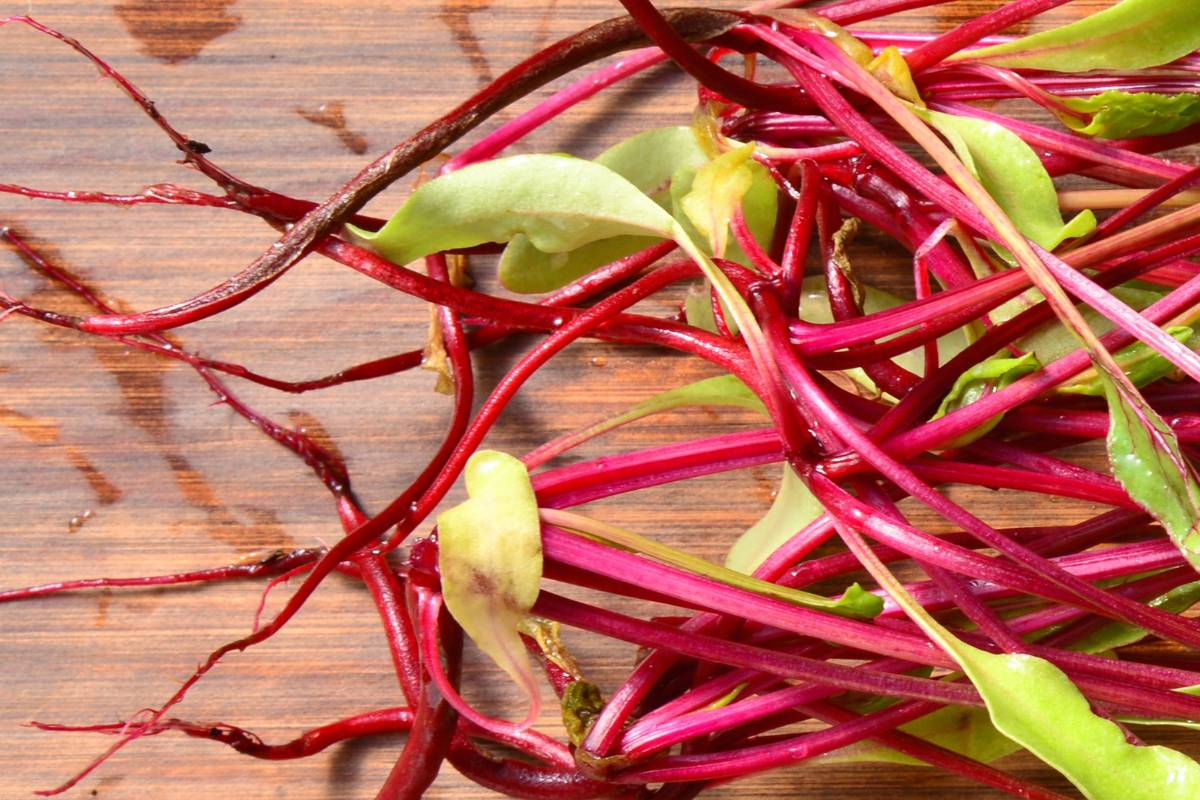 Young beetroot seedlings without good root development