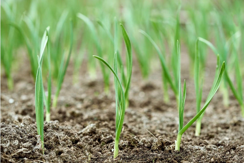 Young Garlic Plants