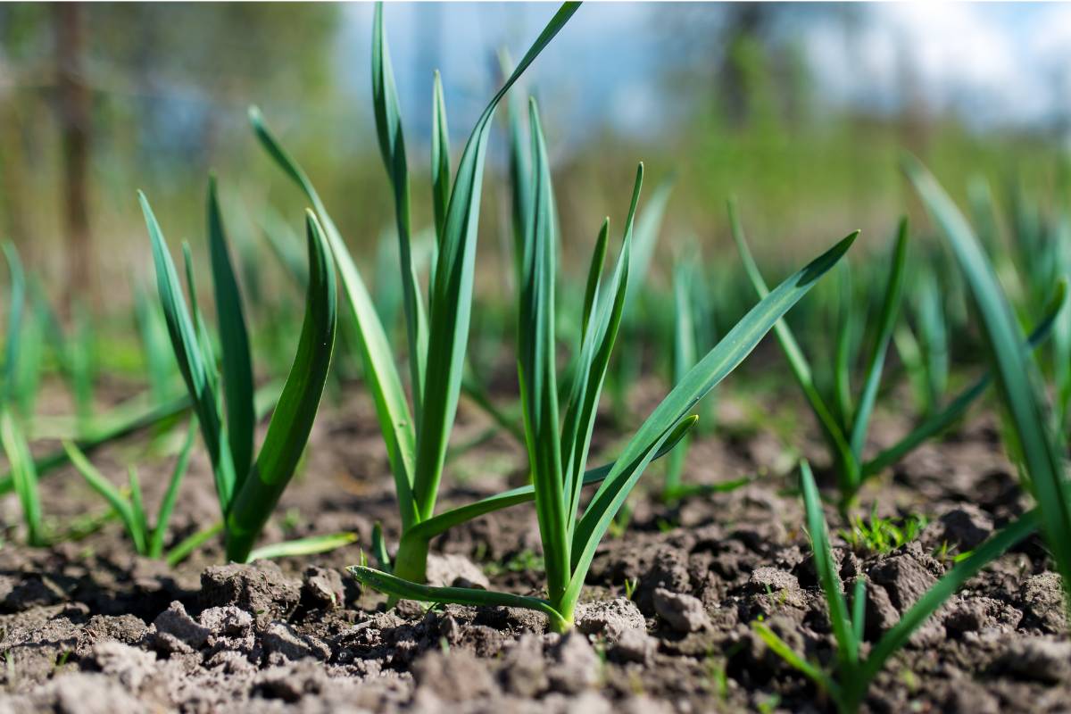 Young garlic shoots in a garden bed