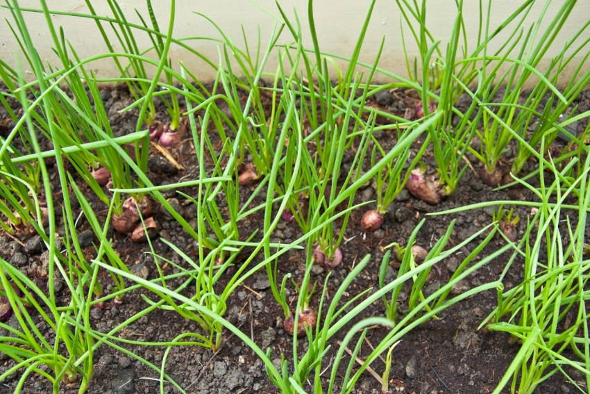 Young shallot plants