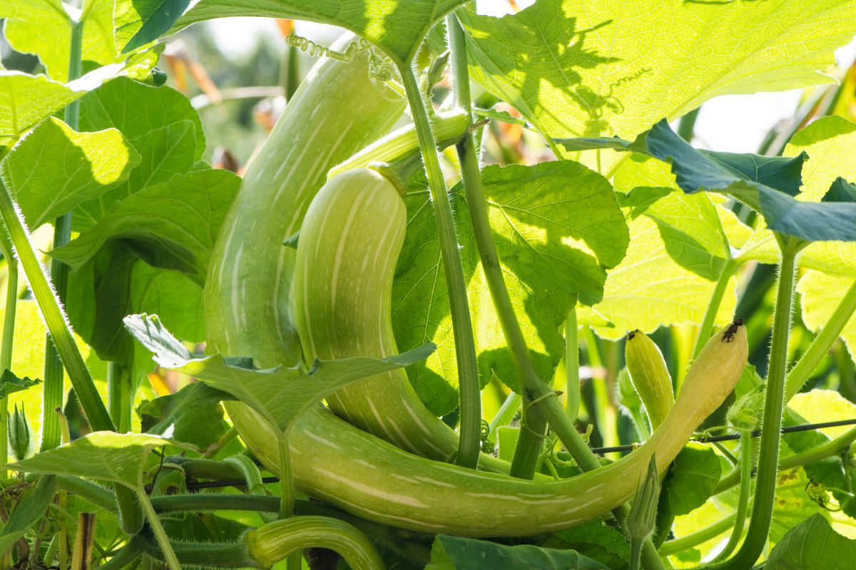 Young tromboncino fruit