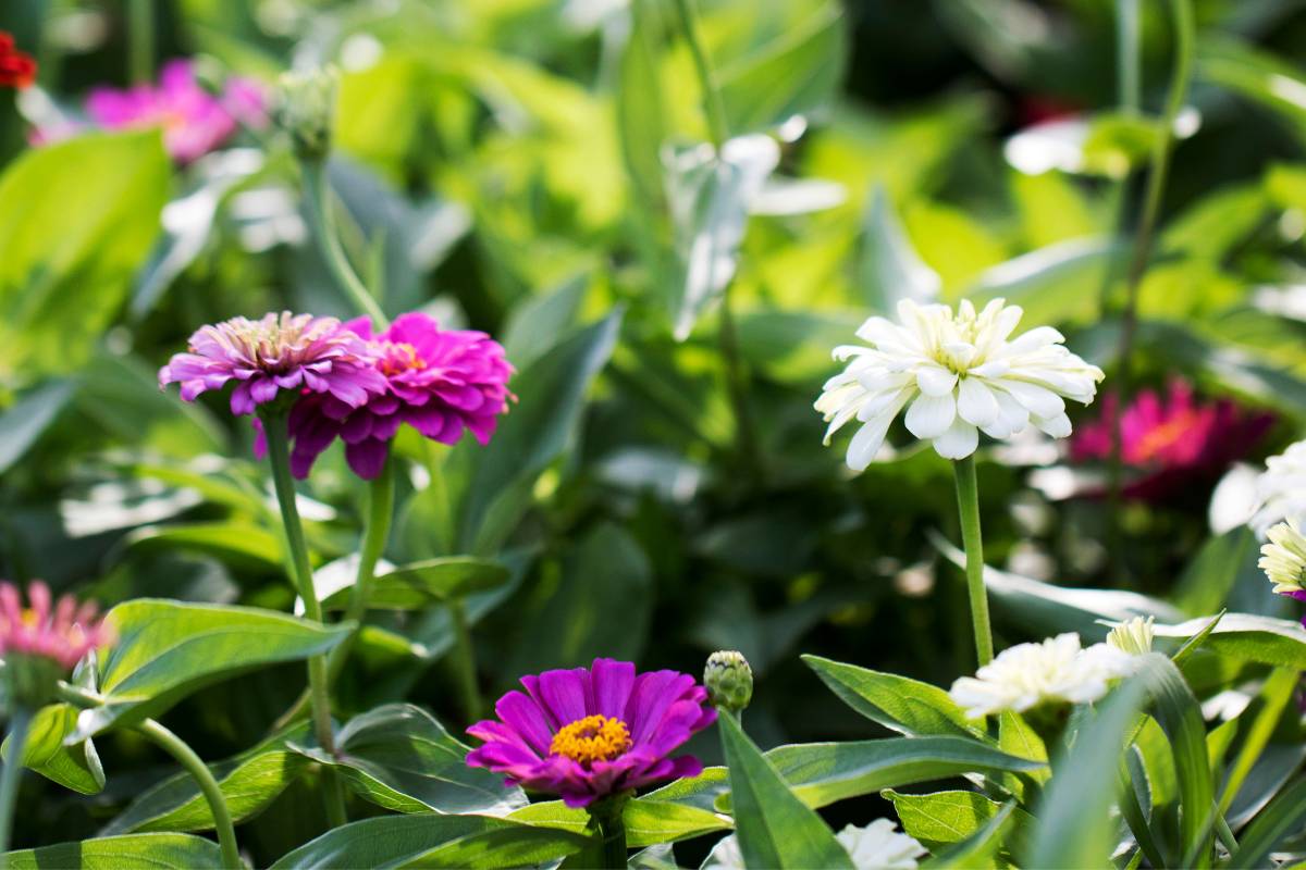 Purple and white zinnia flowers growing in a summer garden
