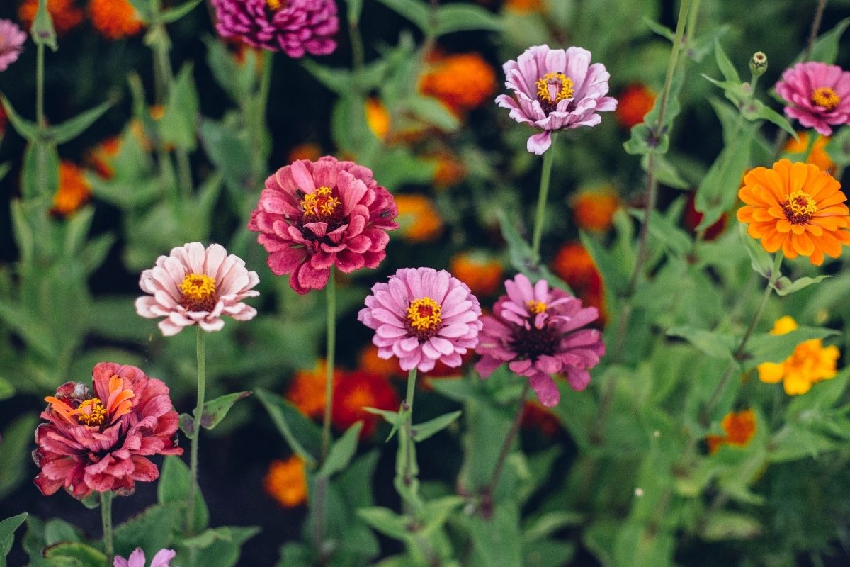 A garden bed full of zinnias with different coloured flowers