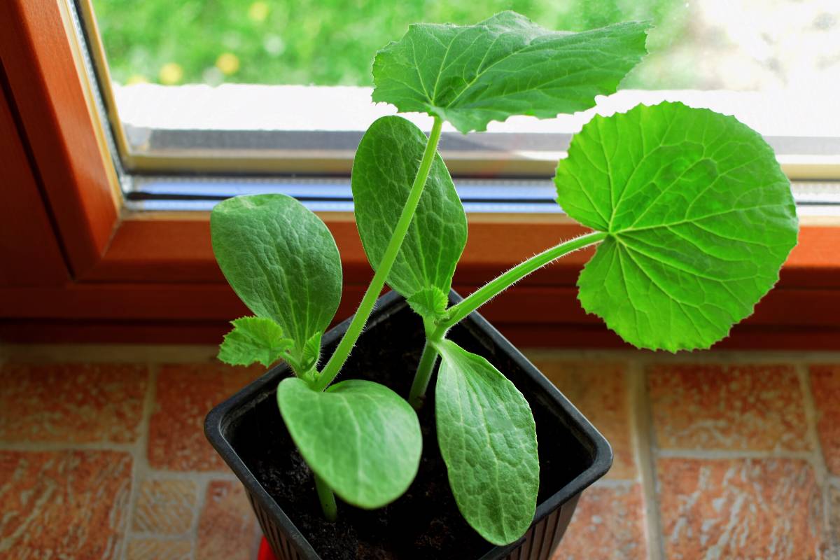 Zucchini seedlings with large leaves