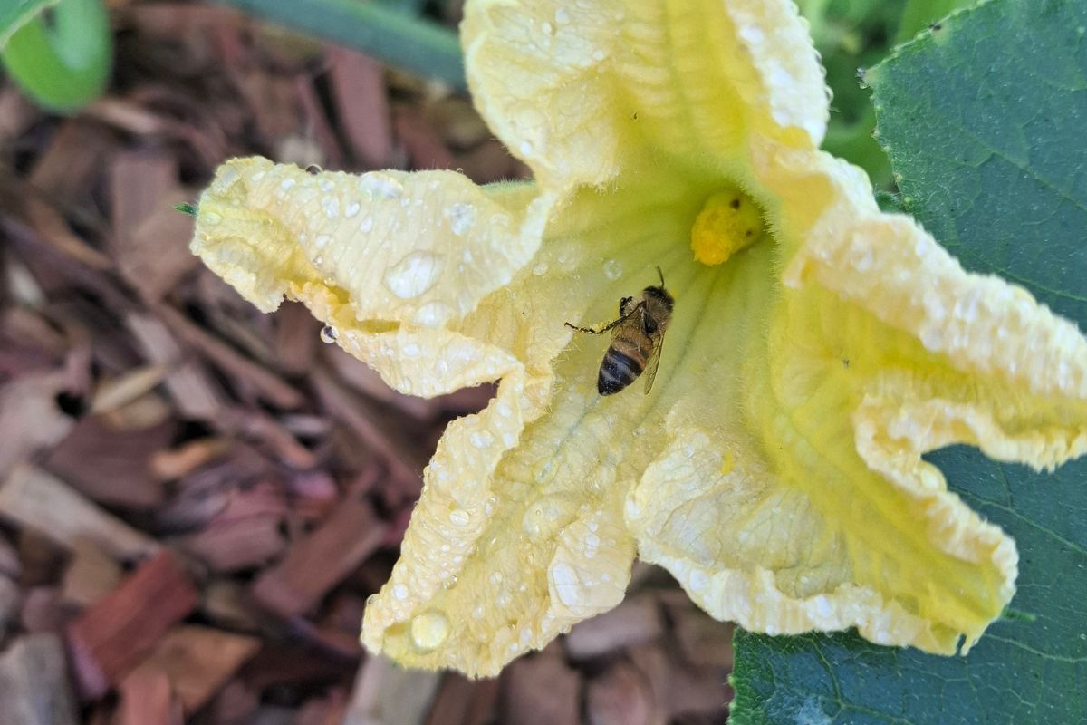 Zucchini flower bee