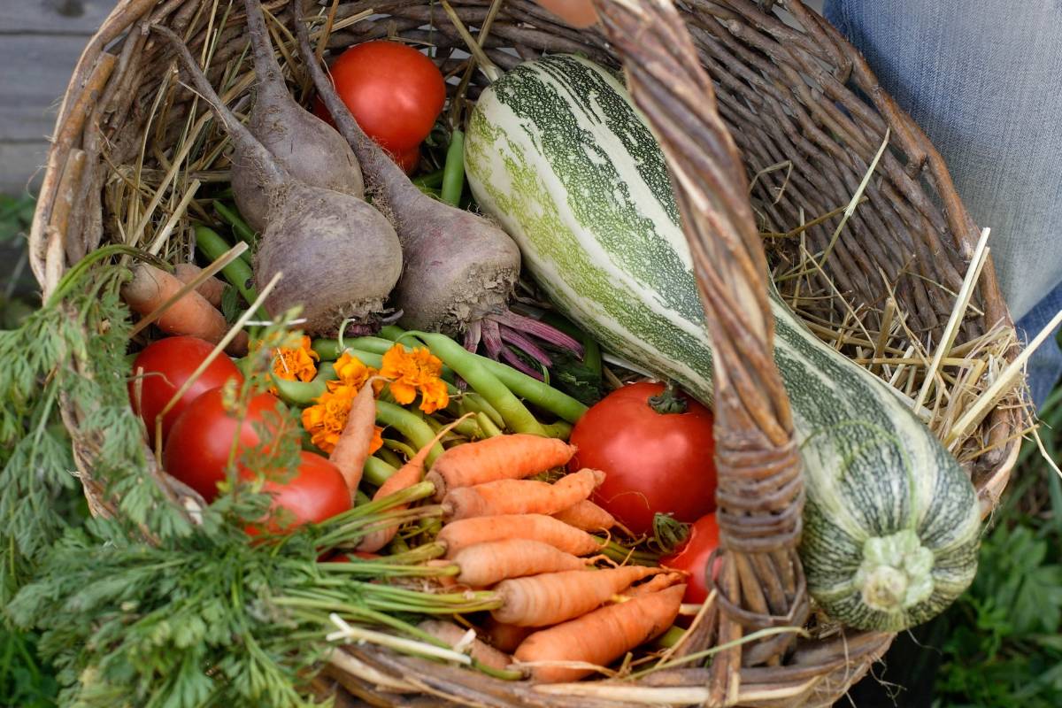 A basket of harvested homegrown vegetables
