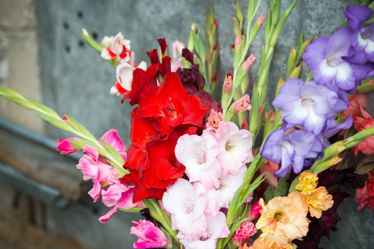 a bouquet of gladioli