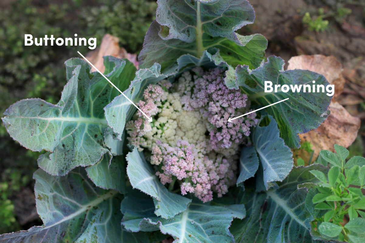 a cauliflower head showing browning and buttoning