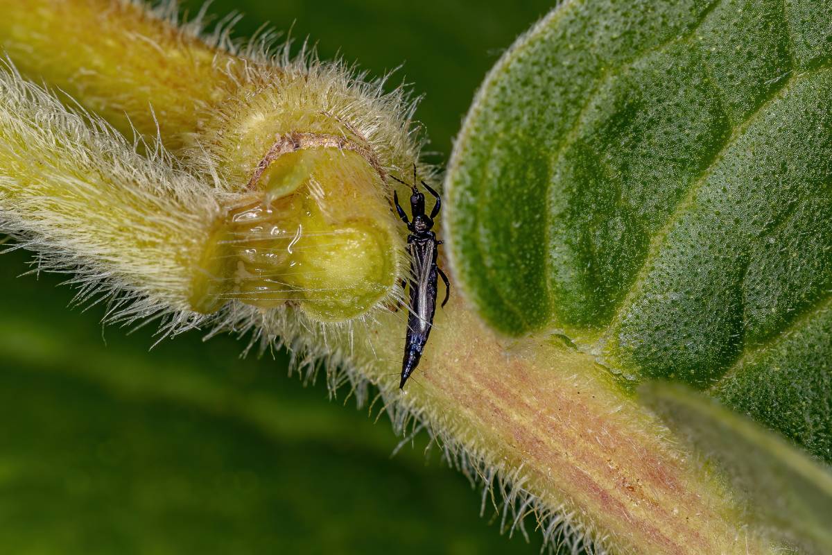 a close up of a black thrips