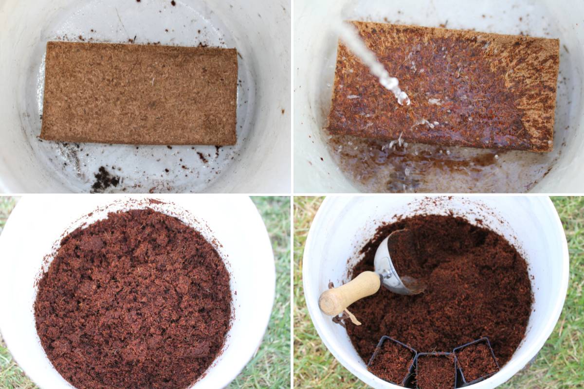 a coco coir block being hydrated to make potting soil