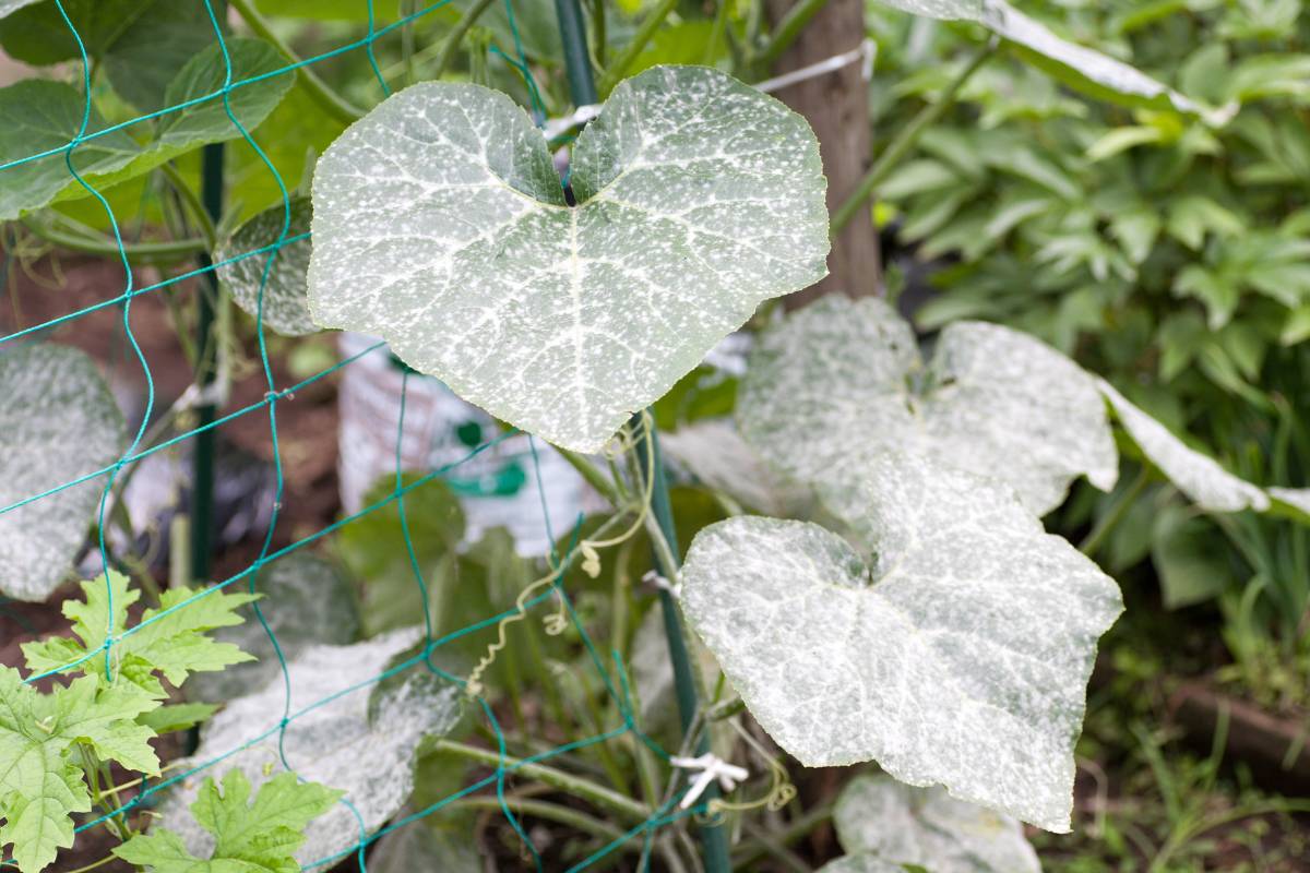 a cucurbit with leaves covered in powdery mildew