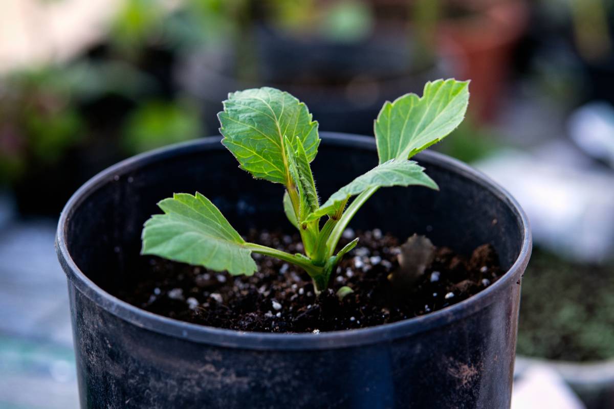 A dahlia seedling in a black plastic pot, with several sets of true leaves